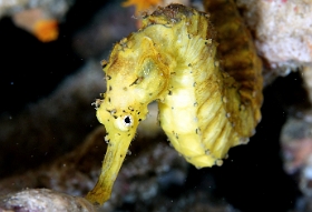 Birmanie - Mergui - 2018 - DSC02974 - Tigertail seahorse - Hippocampe a queuu tigree - Hippocampus comes